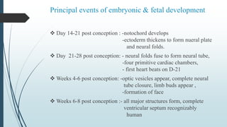 Principal events of embryonic & fetal development
 Day 14-21 post conception : -notochord develops
-ectoderm thickens to form nueral plate
and neural folds.
 Day 21-28 post conception: - neural folds fuse to form neural tube,
-four primitive cardiac chambers,
- first heart beats on D-21
 Weeks 4-6 post conception: -optic vesicles appear, complete neural
tube closure, limb buds appear ,
-formation of face
 Weeks 6-8 post conception :- all major structures form, complete
ventricular septum recognizably
human
 
