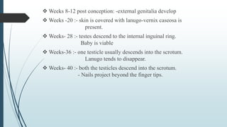  Weeks 8-12 post conception: -external genitalia develop
 Weeks -20 :- skin is covered with lanugo-vernix caseosa is
present.
 Weeks- 28 :- testes descend to the internal inguinal ring.
Baby is viable
 Weeks-36 :- one testicle usually descends into the scrotum.
Lanugo tends to disappear.
 Weeks- 40 :- both the testicles descend into the scrotum.
- Nails project beyond the finger tips.
 