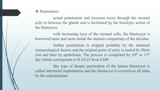  Penetration :
actual penetration and invasion occur through the stromal
cells in between the glands and is facilitated by the histolytic action of
the blastocyst.
with increasing lysis of the stromal cells, the blastocyst is
burrowed more and more inside the stratum compactum of the decidua.
further penetration is stopped probably by the maternal
immunological factors and the original point of entry is sealed by fibrin
clot and later by epithelium. The process is completed by 10th or 11th
day which corresponds to D 24-25 from LMP.
this type of deeper penetration of the hiamn blastocyst is
called interstitial implantation and the blastocyst is covered on all sides
by the endometrium.
 