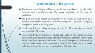 Approximation of the gametes
 The ovum, immediately following ovulation is picked up by the tubal
fimbriae which partly envelop the ovary, especially at the time of
ovulation.
 The pick up action might be muscular or by a kind of suction or by a
positive chemotaxis exerted by the tubal secretion. The ovum is rapidly
transported to the ampullary part.
 Fertilizable life span of oocyte ranges from 12 to 24 hours whereas that of
sperm is 48 to 72 hours.
 Out of hundreds of millions of sperm deposited in the vagina at single
ejaculation, only thousands capacitated spermatozoa enter the uterine tube
while only 300-500reach the ovum. The tubal transport is facilitated by
muscular contraction and aspiration action of the uterine tube. It takes
only few minutes for the sperm to reach the fallopian tube.
 