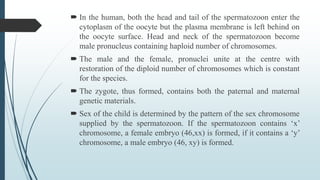  In the human, both the head and tail of the spermatozoon enter the
cytoplasm of the oocyte but the plasma membrane is left behind on
the oocyte surface. Head and neck of the spermatozoon become
male pronucleus containing haploid number of chromosomes.
 The male and the female, pronuclei unite at the centre with
restoration of the diploid number of chromosomes which is constant
for the species.
 The zygote, thus formed, contains both the paternal and maternal
genetic materials.
 Sex of the child is determined by the pattern of the sex chromosome
supplied by the spermatozoon. If the spermatozoon contains ‘x’
chromosome, a female embryo (46,xx) is formed, if it contains a ‘y’
chromosome, a male embryo (46, xy) is formed.
 