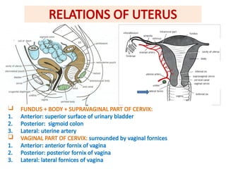 anatomy-of-female-reproductive-system-bams-pptx
