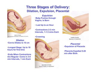 Three Stages of Delivery:
                     Dilation, Expulsion, Placental
                                   Expulsion...