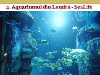 4. Aquariumul din Londra - SeaLife
 