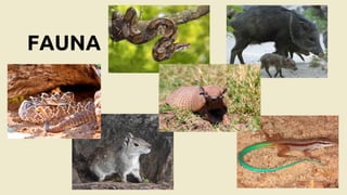 FAUNA
 