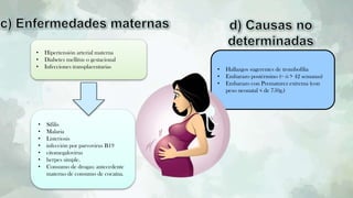 • Hipertensión arterial materna
• Diabetes mellitus o gestacional
• Infecciones transplacentarias
• Sífilis
• Malaria
• Listeriosis
• infección por parvovirus B19
• citomegalovirus
• herpes simple.
• Consumo de drogas: antecedente
materno de consumo de cocaína.
• Hallazgos sugerentes de trombofilia
• Embarazo postérmino (= ó > 42 semanas)
• Embarazo con Prematurez extrema (con
peso neonatal < de 750g.)
 