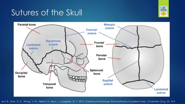 Sutures of the Skull