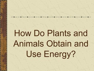 How Do Plants and
Animals Obtain and
   Use Energy?
 