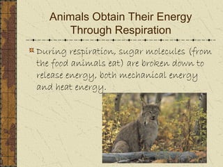 Obj 1&amp;2 compare ways plants and animals use energy and how they 
