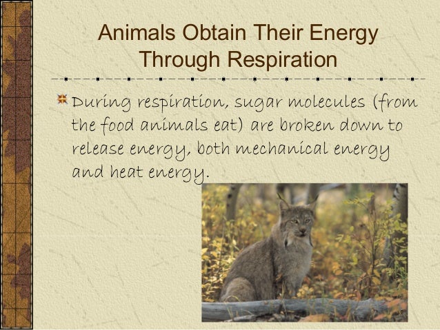 How Do Animals Obtain Energy From The Food They Eat How Do Animals Obtain Energy From The Food They Eat