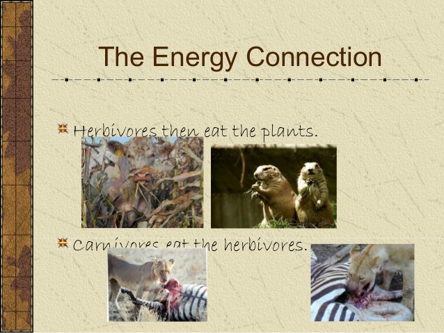 How Do Animals Use Glucose : How do plants and animals get energy - PPTX Powerpoint : Maybe you would like to learn more about one of these?