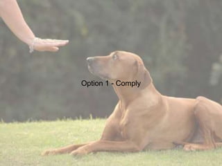 Option 1 - Comply
 