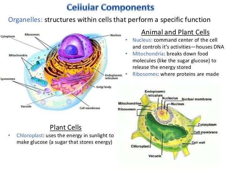 Objective Two: The Organization of Living Systems (Biology)