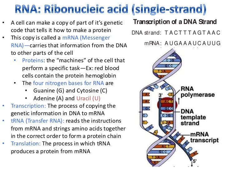 Objective Two The Organization of Living Systems (Biology)