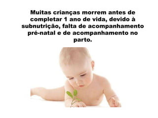 Muitas crianças morrem antes de
completar 1 ano de vida, devido à
subnutrição, falta de acompanhamento
pré-natal e de acompanhamento no
parto.
 