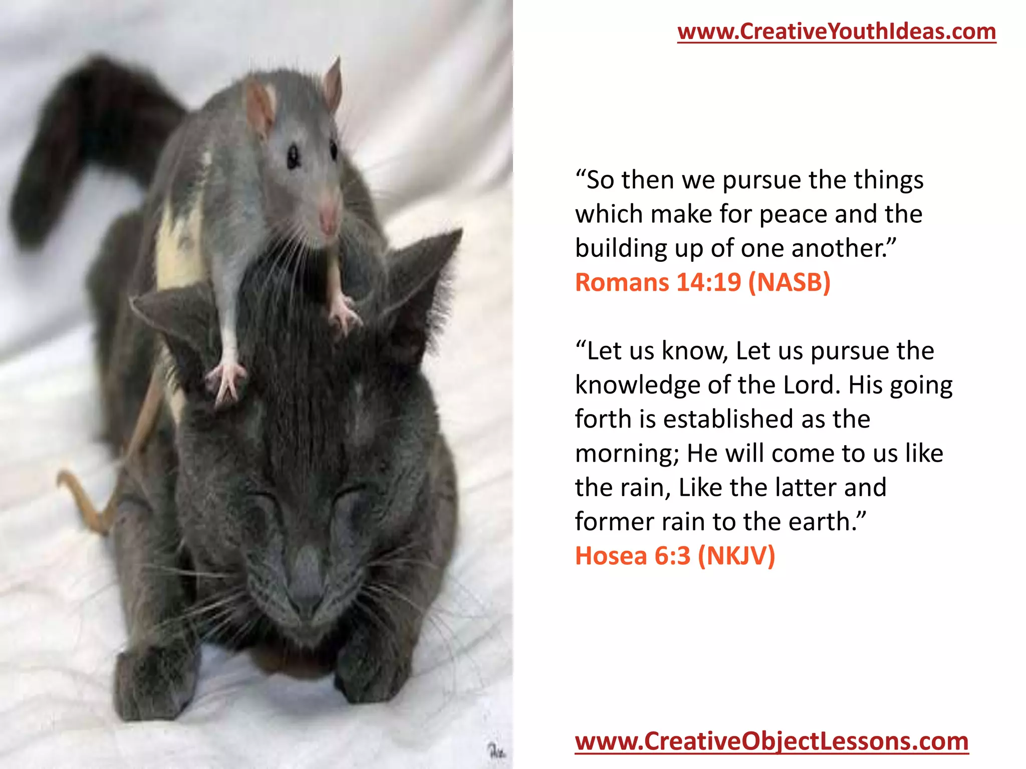 www.CreativeYouthIdeas.com

“So then we pursue the things
which make for peace and the
building up of one another.”
Romans 14:19 (NASB)
“Let us know, Let us pursue the
knowledge of the Lord. His going
forth is established as the
morning; He will come to us like
the rain, Like the latter and
former rain to the earth.”
Hosea 6:3 (NKJV)

www.CreativeObjectLessons.com

 