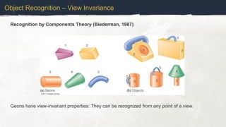 Object Recognition – View Invariance
Recognition by Components Theory (Biederman, 1987)
Geons have view-invariant properties: They can be recognized from any point of a view.
 