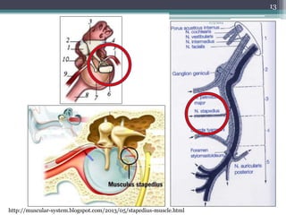 http://muscular-system.blogspot.com/2013/05/stapedius-muscle.html 
11/3/2014 
13 
 