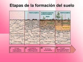 Etapas de la formación del suelo
 