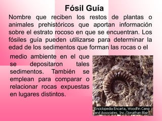 Fósil Guía
Nombre que reciben los restos de plantas o
animales prehistóricos que aportan información
sobre el estrato rocoso en que se encuentran. Los
fósiles guía pueden utilizarse para determinar la
edad de los sedimentos que forman las rocas o el
 medio ambiente en el que
 se     depositaron     tales
 sedimentos. También se
 emplean para comparar o
 relacionar rocas expuestas
 en lugares distintos.
 
