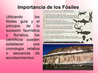 Importancia de los Fósiles
Utilizando         los
fósiles guía y el
principio      de   la
sucesión faunística
y     florística,  los
científicos pueden
establecer        una
cronología relativa
o secuencia de
acontecimientos.
 