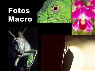 Fotos
Macro
 
