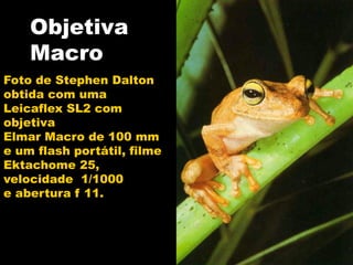 Objetiva
    Macro
Foto de Stephen Dalton
obtida com uma
Leicaflex SL2 com
objetiva
Elmar Macro de 100 mm
e um flash portátil, filme
Ektachome 25,
velocidade 1/1000
e abertura f 11.
 