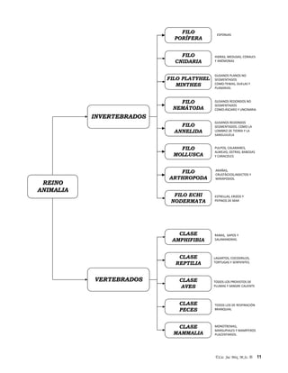 ©Lic. Jac Mix, M.Sc. ® 11
FILO
PORÍFERA
FILO
CNIDARIA
FILO PLATYHEL
MINTHES
FILO
NEMÁTODA
FILO
ANNELIDA
FILO
MOLLUSCA
FILO
ARTHROPODA
FILO ECHI
NODERMATA
CLASE
AMPHIFIBIA
CLASE
REPTILIA
CLASE
AVES
CLASE
PECES
INVERTEBRADOS
VERTEBRADOS
REINO
ANIMALIA
CLASE
MAMMALIA
ESPONJAS
HIDRAS, MEDUSAS, CORALES
Y ANÉMONAS
GUSANOS PLANOS NO
SEGMENTADOS
COMO:TENIAS, DUELAS Y
PLANARIAS.
GUSANOS REDONDOS NO
SEGMENTADOS
COMO:ÁSCARIS Y UNCINARIA
GUSANOS REDONDOS
SEGMENTADOS. COMO LA
LOMBRIZ DE TIERRA Y LA
SANGUIJUELA
PULPOS, CALAMARES,
ALMEJAS, OSTRAS, BABOSAS
Y CARACOLES
ARAÑAS,
CRUSTÁCEOS,INSECTOS Y
MIRIÁPODOS.
ESTRELLAS, ERIZOS Y
PEPINOS DE MAR
RANAS, SAPOS Y
SALAMANDRAS.
LAGARTOS, COCODRILOS,
TORTUGAS Y SERPIENTES.
TODOS LOS PROVISTOS DE
PLUMAS Y SANGRE CALIENTE
TODOS LOS DE RESPIRACIÓN
BRANQUIAL
MONOTREMAS,
MARSUPIALES Y MAMÍFEROS
PLACENTARIOS.
 