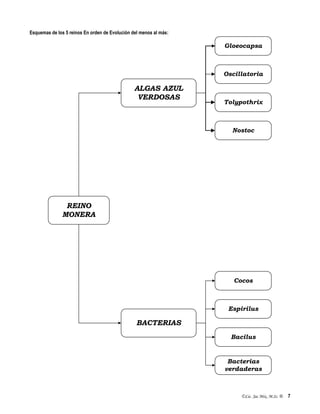 ©Lic. Jac Mix, M.Sc. ® 7
Esquemas de los 5 reinos En orden de Evolución del menos al más:
Gloeocapsa
Oscillatoria
Tolypothrix
Nostoc
Cocos
Espirilus
Bacilus
Bacterias
verdaderas
ALGAS AZUL
VERDOSAS
BACTERIAS
REINO
MONERA
 