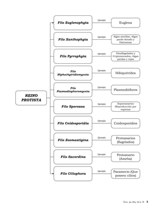©Lic. Jac Mix, M.Sc. ® 8
Euglena
Algas amrillas, Algas
pardo dorado y
Diatomeas
Dinoflagelados y
Criptomonados, Algas
pardas y rojas
Hifoquítridos
Cnidosporidios
Protozoarios
(flagelados)
Protozoario
(Ameba)
Paramecio (Que
poseen cilios)
Filo
Hiphochytridiomycota
Filo Ciliophora
REINO
PROTISTA
Filo Sacordina
Filo Cnidosporidia
Filo Sporozoa
Filo
Plasmodiophoromycota
Filo Zoomastigina
Filo Xanthophyta
Filo Pyrrophyta
Filo Euglenophyta
Esporozoarios
(Reproducción por
esporas)
Plasmodióforos
Ejemplo
Ejemplo
Ejemplo
Ejemplo
Ejemplo
Ejemplo
Ejemplo
Ejemplo
Ejemplo
Ejemplo
 