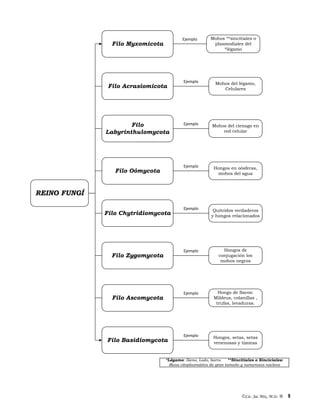 ©Lic. Jac Mix, M.Sc. ® 9
Mohos **sincitiales o
plasmodiales del
*légamo
Mohos del légamo,
Celulares
Mohos del cienago en
red celular
Hongos de
conjugación los
mohos negros
Hongo de Sacos:
Mildeus, colanillas ,
trufas, levaduras.
Hongos, setas, setas
venenosas y tizonas
Filo
Labyrinthulomycota
Filo Basidiomycota
REINO FUNGÍ
Filo Zygomycota
Filo Chytridiomycota
Filo Oómycota
Filo Ascomycota
Filo Acrasiomicota
Filo Myxomicota
Quítridos verdaderos
y hongos relacionados
Hongos en oósferas,
mohos del agua
Ejemplo
Ejemplo
Ejemplo
Ejemplo
Ejemplo
Ejemplo
Ejemplo
Ejemplo
*Légamo: Sieno, Lodo, barro. **Sincitiales o Sinciciales:
Masa citoplasmática de gran tamaño y numerosos núcleos
 