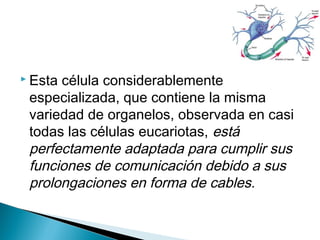  Esta

célula considerablemente
especializada, que contiene la misma
variedad de organelos, observada en casi
todas las células eucariotas, está
perfectamente adaptada para cumplir sus
funciones de comunicación debido a sus
prolongaciones en forma de cables.

 