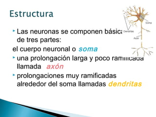  Las

neuronas se componen básicamente
de tres partes:
el cuerpo neuronal o soma
 una prolongación larga y poco ramificada
llamada axón
 prolongaciones muy ramificadas
alrededor del soma llamadas dendritas

 