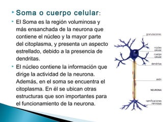  Soma




o cuerpo celular :

El Soma es la región voluminosa y
más ensanchada de la neurona que
contiene el núcleo y la mayor parte
del citoplasma, y presenta un aspecto
estrellado, debido a la presencia de
dendritas.
El núcleo contiene la información que
dirige la actividad de la neurona.
Además, en el soma se encuentra el
citoplasma. En él se ubican otras
estructuras que son importantes para
el funcionamiento de la neurona.

 