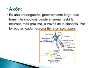  Axón:


Es una prolongación, generalmente larga, que
transmite impulsos desde el soma hasta la
neurona más próxima, a través de la sinapsis. Por
lo regular, cada neurona tiene un solo axón.

 