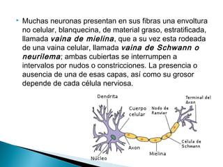 

Muchas neuronas presentan en sus fibras una envoltura
no celular, blanquecina, de material graso, estratificada,
llamada vaina de mielina , que a su vez esta rodeada
de una vaina celular, llamada vaina de Schwann o
neurilema ; ambas cubiertas se interrumpen a
intervalos por nudos o constricciones. La presencia o
ausencia de una de esas capas, así como su grosor
depende de cada célula nerviosa.

 