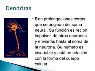  Son

prolongaciones cortas
que se originan del soma
neural. Su función es recibir
impulsos de otras neuronas
y enviarlas hasta el soma de
la neurona. Su número es
invariable y está en relación
con la forma del cuerpo
celular.

 