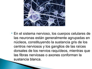 

En el sistema nervioso, los cuerpos celulares de
las neuronas están generalmente agrupadas en
núcleos, constituyendo la sustancia gris de los
centros nerviosos y los ganglios de las raíces
dorsales de los nervios raquídeos, mientras que
las fibras nerviosas o axones conforman la
sustancia blanca.

 