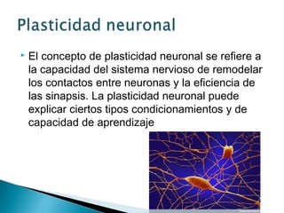 

El concepto de plasticidad neuronal se refiere a
la capacidad del sistema nervioso de remodelar
los contactos entre neuronas y la eficiencia de
las sinapsis. La plasticidad neuronal puede
explicar ciertos tipos condicionamientos y de
capacidad de aprendizaje

 