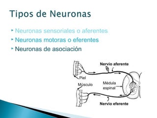  Neuronas

sensoriales o aferentes
 Neuronas motoras o eferentes
 Neuronas de asociación

 