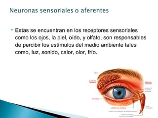 

Estas se encuentran en los receptores sensoriales
como los ojos, la piel, oído, y olfato, son responsables
de percibir los estímulos del medio ambiente tales
como, luz, sonido, calor, olor, frío.

 