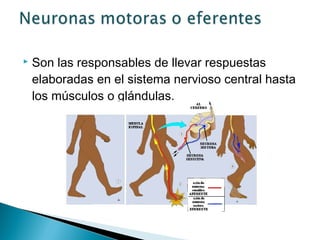 

Son las responsables de llevar respuestas
elaboradas en el sistema nervioso central hasta
los músculos o glándulas.

 