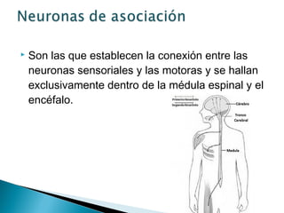 

Son las que establecen la conexión entre las
neuronas sensoriales y las motoras y se hallan
exclusivamente dentro de la médula espinal y el
encéfalo.

 