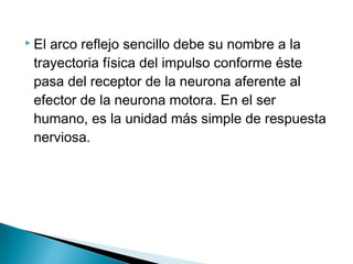  El

arco reflejo sencillo debe su nombre a la
trayectoria física del impulso conforme éste
pasa del receptor de la neurona aferente al
efector de la neurona motora. En el ser
humano, es la unidad más simple de respuesta
nerviosa.

 