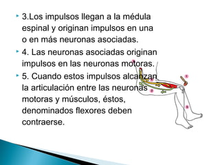 3.Los impulsos llegan a la médula
espinal y originan impulsos en una
o en más neuronas asociadas.
 4. Las neuronas asociadas originan
impulsos en las neuronas motoras.
 5. Cuando estos impulsos alcanzan
la articulación entre las neuronas
motoras y músculos, éstos,
denominados flexores deben
contraerse.


 