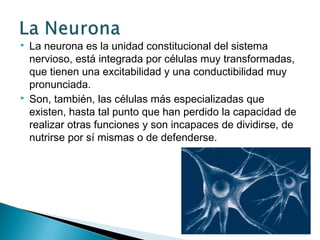 



La neurona es la unidad constitucional del sistema
nervioso, está integrada por células muy transformadas,
que tienen una excitabilidad y una conductibilidad muy
pronunciada.
Son, también, las células más especializadas que
existen, hasta tal punto que han perdido la capacidad de
realizar otras funciones y son incapaces de dividirse, de
nutrirse por sí mismas o de defenderse.

 