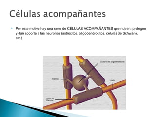 

Por este motivo hay una serie de CÉLULAS ACOMPAÑANTES que nutren, protegen
y dan soporte a las neuronas (astrocitos, oligodendrocitos, células de Schwann,
etc.).

 
