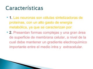 1. Las neuronas son células sintetizadoras de
proteínas, con un alto gasto de energía
metabólica, ya que se caracterizan por:
 2. Presentan formas complejas y una gran área
de superficie de membrana celular, a nivel de la
cual debe mantener un gradiente electroquímico
importante entre el medio intra y extracelular.


 