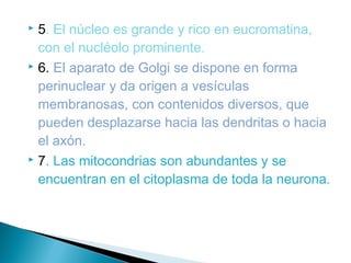 5. El núcleo es grande y rico en eucromatina,
con el nucléolo prominente.
 6. El aparato de Golgi se dispone en forma
perinuclear y da origen a vesículas
membranosas, con contenidos diversos, que
pueden desplazarse hacia las dendritas o hacia
el axón.
 7. Las mitocondrias son abundantes y se
encuentran en el citoplasma de toda la neurona.


 