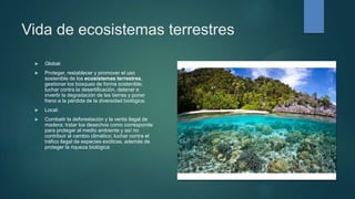 Vida de ecosistemas terrestres
 Global:
 Proteger, restablecer y promover el uso
sostenible de los ecosistemas terrestres,
gestionar los bosques de forma sostenible,
luchar contra la desertificación, detener e
invertir la degradación de las tierras y poner
freno a la pérdida de la diversidad biológica.
 Local:
 Combatir la deforestación y la venta ilegal de
madera; tratar los desechos como corresponde
para proteger al medio ambiente y así no
contribuir al cambio climático; luchar contra el
tráfico ilegal de especies exóticas, además de
proteger la riqueza biológica
 